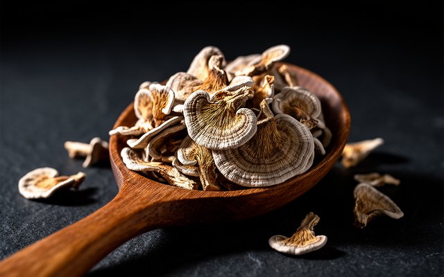 Turkey Tail Mushroom